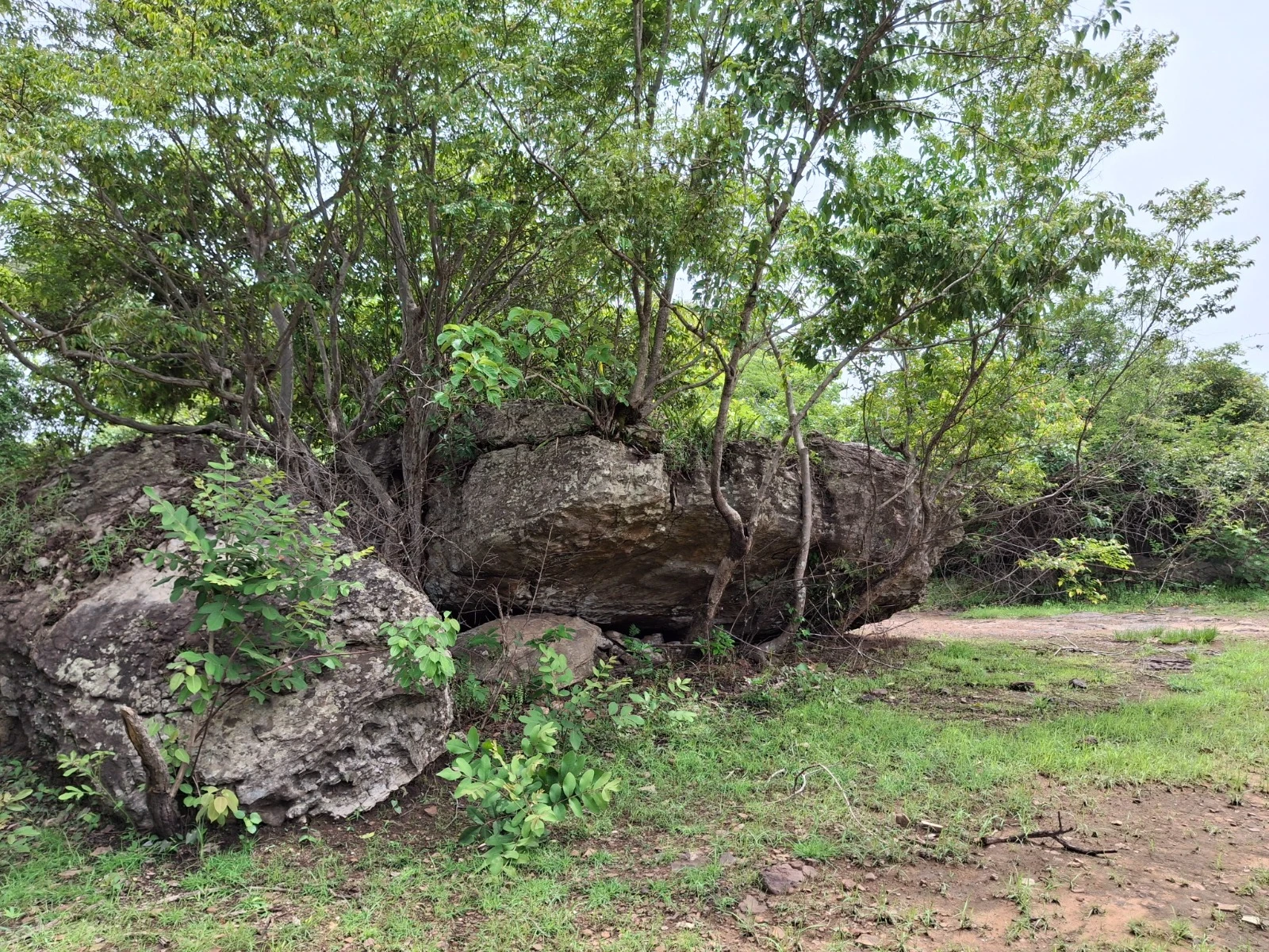 Árboles y naturaleza local